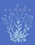 Florae, le temps des fleurs