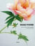 Rouge pivoine