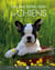 Les plus belles races de chiens