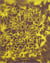 Toward an Urban Ecology: SCAPE / Landscape Architecture