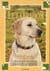 Le labrador