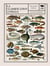 La classification animale - une histoire illustrée