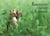 Rencontres nature en ardennes