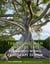 The young man and the tree : Fernando Wong landscape design