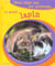 Gros plan sur les animaux 09. le gentil lapin