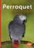 Perroquet gris du Gabon