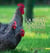 La poule Coucou de Rennes - patrimoine vivant de la Bretagne