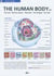 The human body t.2