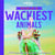 World's wackiest animals