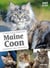 Maine Coon - comportements, soins, socialisation