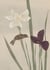 Carnet : Fleurs et oiseaux