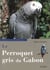 Le perroquet gris du gabon