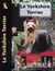 Le Yorkshire Terrier