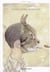 Expressions Animales