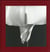 Flora. Les fleurs de Mapplethorpe