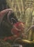 Thorinth t.4 - l?imperatrice verticale
