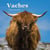 Vaches - calendrier (édition 2021)