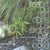 L'esprit du zen dans nos jardins