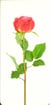 Marque page rose et tige (*35273)