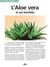 L'aloe vera et ses bienfaits