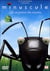Minuscule (La vie privée des insectes) - DVD 3