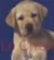 Le chien