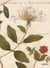 L'herbier de la renaissance