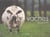 Vaches