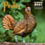 Calendrier poules 2021 (édition 2021)