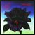 Black rose: a rock legend