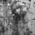 Threnody