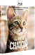 Une vie de chaton