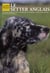 Le setter anglais