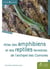 Atlas des amphibiens et des reptiles terrestres de l'archipel des comores