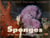 Sponges of the New Caledonian lagoon
