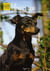 Le pinscher