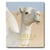 Camels from Saudi Arabia