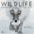 Wildlife photographer of the year 2017 - les plus belles photos de nature