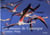 Les oiseaux de Camargue
