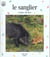 Le sanglier cochon des bois