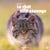 Le chat côté sauvage