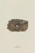 Chewink, pipilo erythrophthalmu
