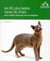 Les 80 plus belles races de chats