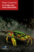 Le crabe vert vous salue bien