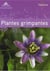 Guide des plantes grimpantes