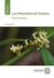 Les Mantodea de Guyane : Insecta, Polyneoptera