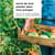 Envie de tout planter dans mon potager