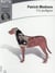 Un pedigree