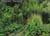 Simone nieweg nature man-made /anglais/allemand