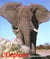 L'elephant. mythes et realites